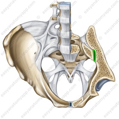Sacro-iliac joint (art. sacroiliaca)